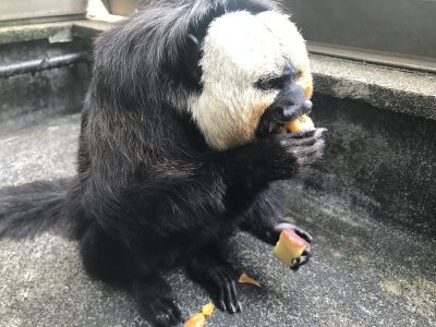 蒸しイモとビワ