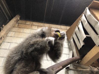 ブドウを食べるバブル