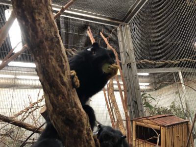 ブドウを食べるアカテタマリン
