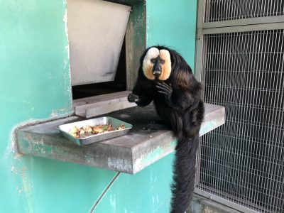 ゆで卵食べてるモップくん