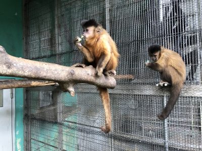 キュウリを食べるフサオマキザル