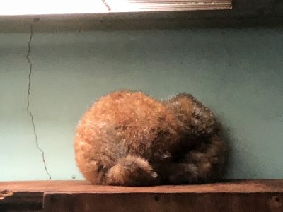 2頭います