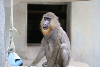 マンドリル　サユミ