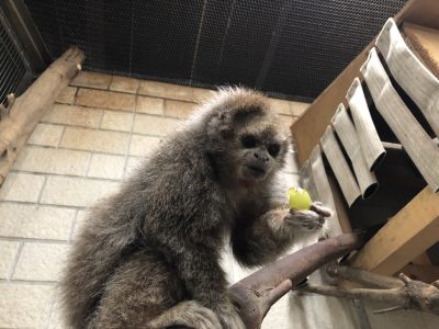 ティティ
