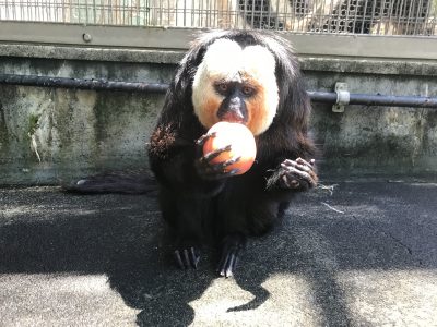 桃を食べるモップくん