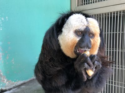 落花生を食べるモップくん