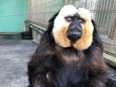 モップくんでした！