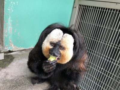上から見るモップくん