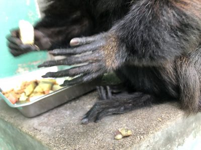 モップくんの手