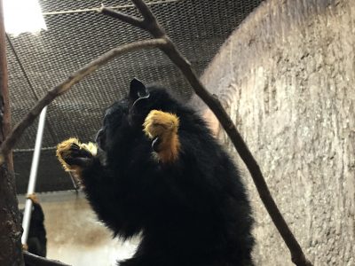 ブドウを食べるアカテタマリン