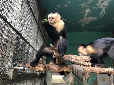 ノドジロオマキザル
