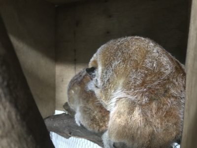 1頭を枕に寝るロリス