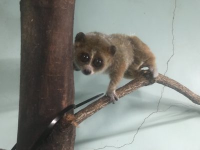 明るいツゲ