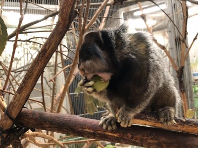 コウガがガブリ