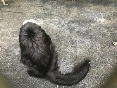 後ろ姿がオタマジャクシみたい