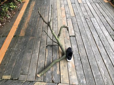 アジア館に葉っぱをあげた後の木