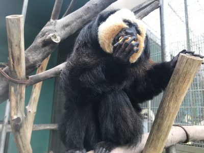 ビワを食べるモップくん