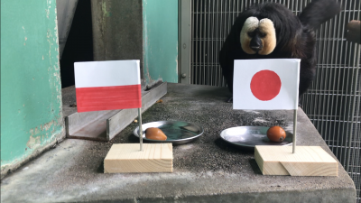 日本対ポーランド対戦占いモップはどちらを選ぶ？