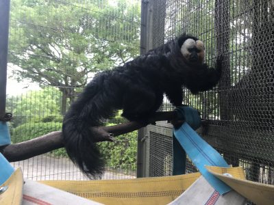 ハンモックを触る
