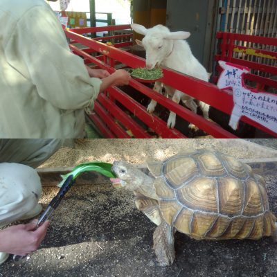 もぐもぐ体験中のヤギ、カメ