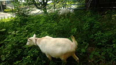 シバヤギの草刈り風景