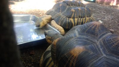 水分補給をするカメたち