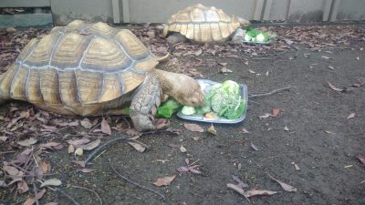 食事をするリクタロウ