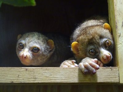 トノとトウコ