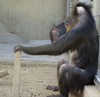 サム
