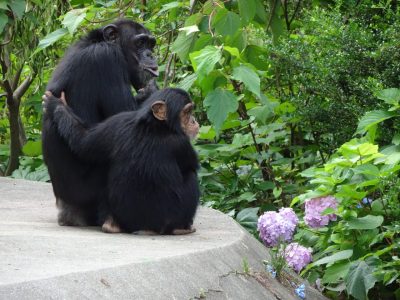 アジサイとマモル