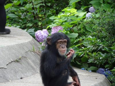 アジサイとマモル