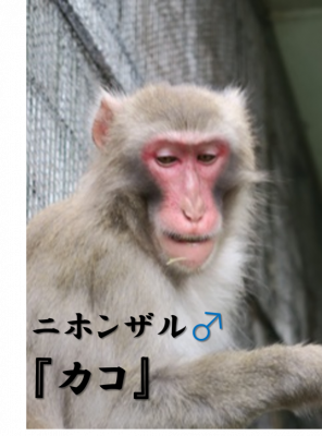カコ
