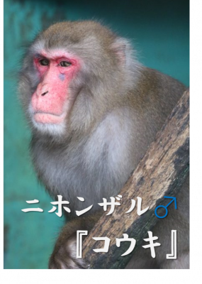 コウキ