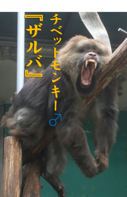 ザルバ