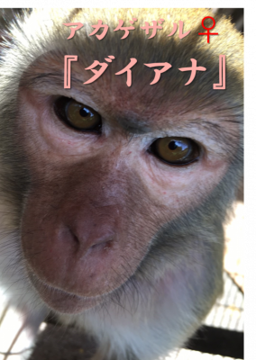 ダイアナ