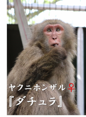 ダチュラ