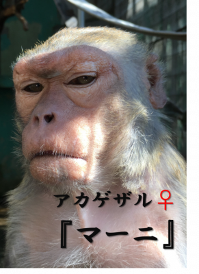 マーニ