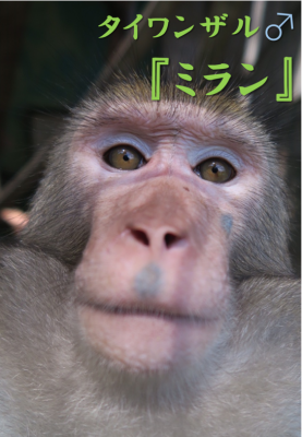 ミラン