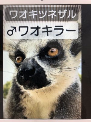 ワオキラー