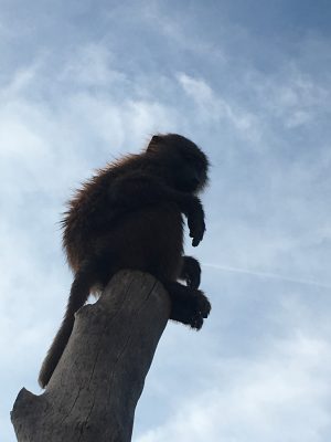爽やかなヒヒ