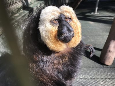 寝起きのモップくん