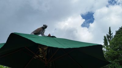 晴れました