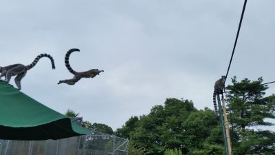 ワッホーイ