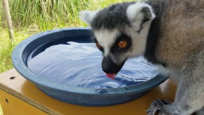ワオキツネザル水を飲む