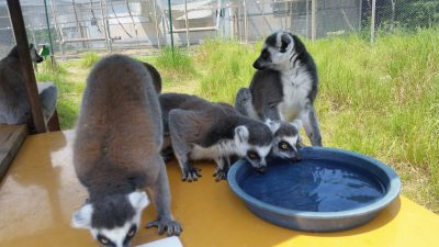 ワオキツネザル水飲み