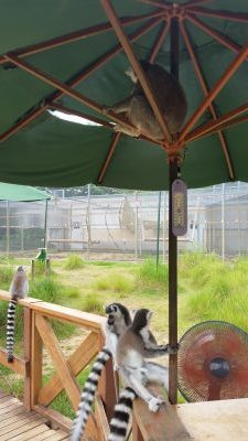 嵐の前の