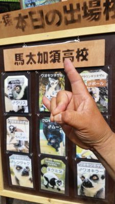 レムールピース