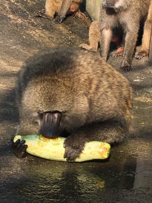 カボチャを食べるヒヒ