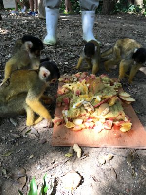 ケーキを食べるリスザルたち