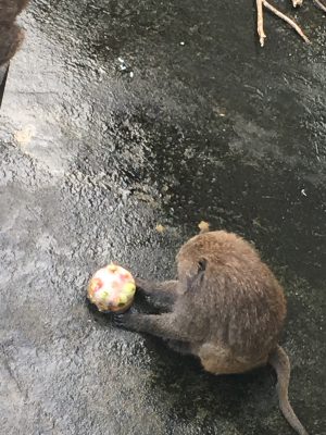 カチコチフルーツ　ヒヒの城